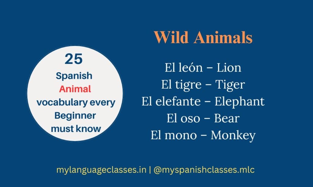 25 Spanish Animals Vocabulary for Beginners – Birds vocabulary in Spanish including pájaro (bird), águila (eagle), pato (duck), paloma (dove), and búho (owl). My Language Classes.