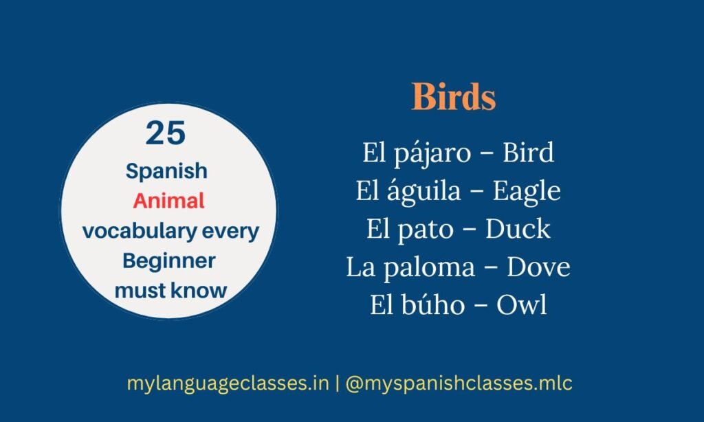25 Spanish Animals Vocabulary for Beginners – Birds vocabulary in Spanish including pájaro (bird), águila (eagle), pato (duck), paloma (dove), and búho (owl). My Language Classes.