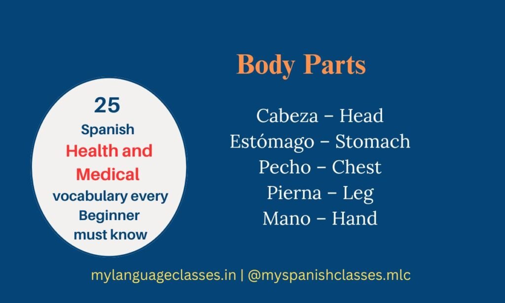 Spanish Health and Medical Vocabulary for Beginners – Body Parts list with translations: Cabeza (Head), Estómago (Stomach), Pecho (Chest), Pierna (Leg), Mano (Hand). My Language Classes branding.