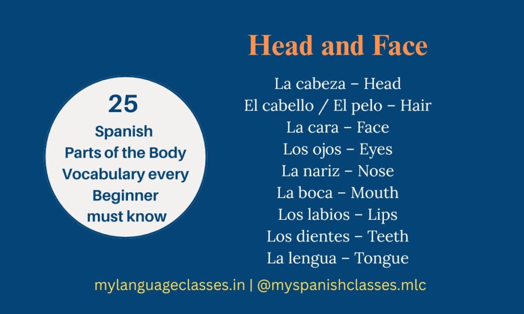 25 Spanish Parts of the Body Vocabulary Every Beginner Must Know