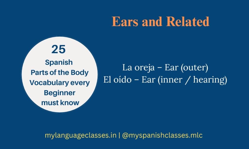 This My Language Classes infographic introduces beginner learners to Spanish body vocabulary for ears. It explains La oreja – Ear (outer) and El oído – Ear (inner, hearing) with clear English meanings for fast learning.