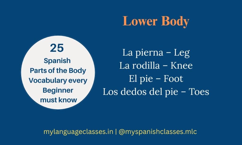 Spanish lower body vocabulary – La pierna (Leg), La rodilla (Knee), El pie (Foot), Los dedos del pie (Toes) with English meanings, beginner guide by My Language Classes.
