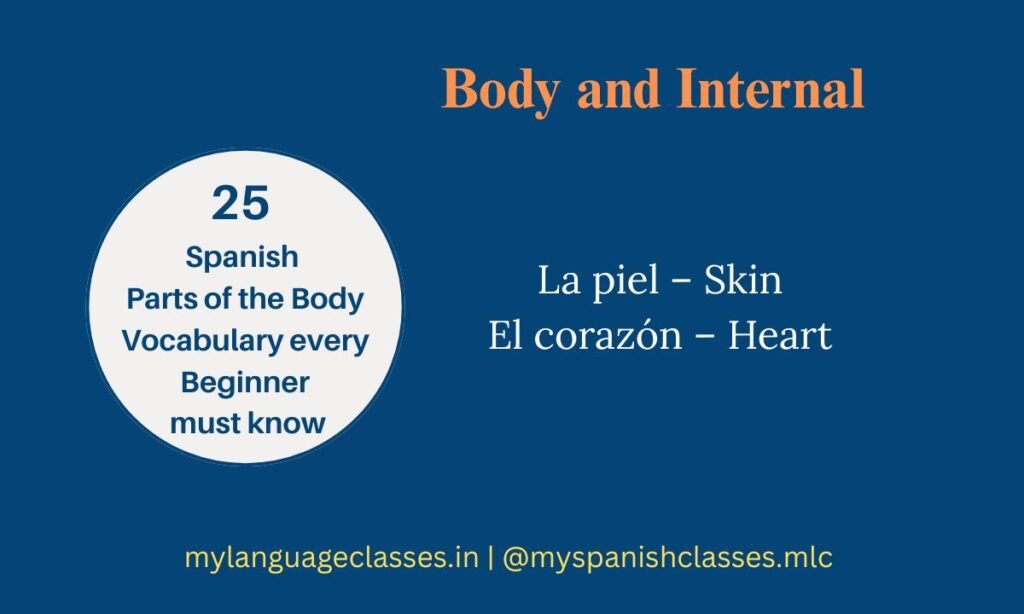 Spanish vocabulary for whole body and internal parts – La piel (Skin), El corazón (Heart) with English meanings – beginner Spanish words by My Language Classes.
