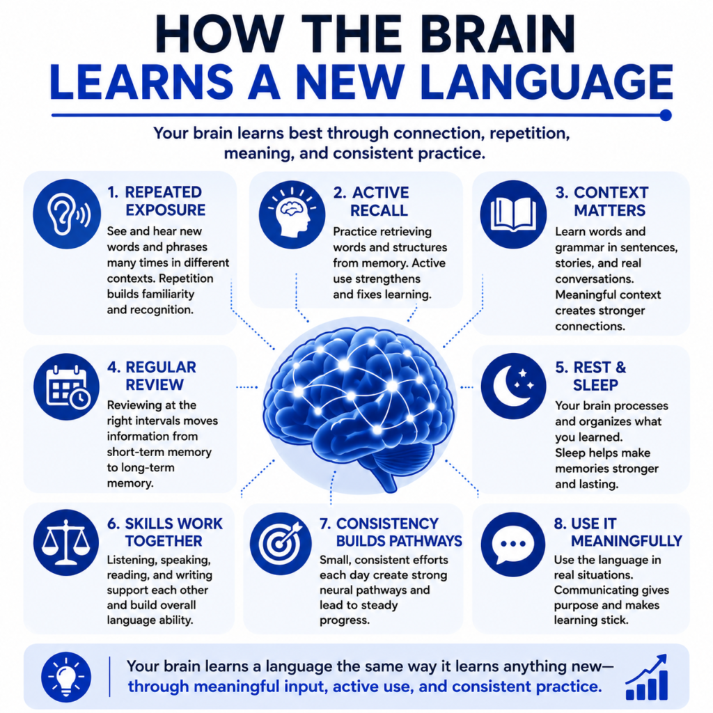 How Language Learning Really Works infographic by My Language Classes explaining how the brain learns a new language through repeated exposure, active recall, meaningful context, regular review, sleep, integrated language skills, and consistent practice for long-term language acquisition.